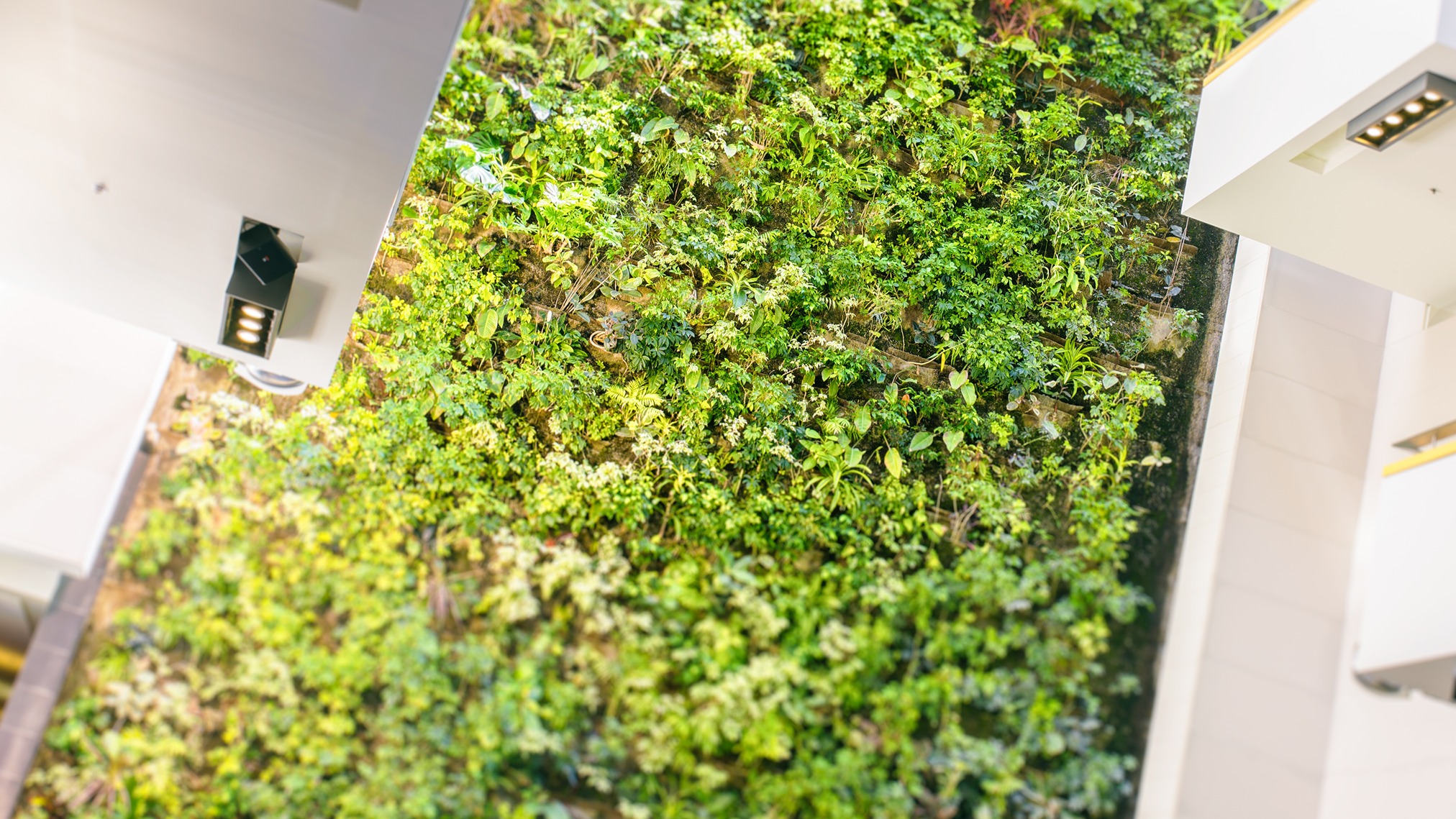 Plant wall
